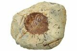 Fossil Leaf (Davidia) - Montana #268162-1